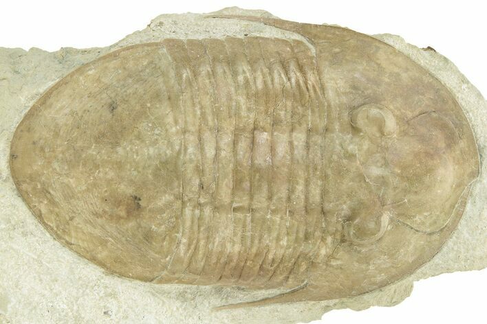 Pseudoasaphus Janischewskyi Trilobite - Russia #237040